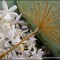 Las Biznagas. Una Flor de Flores.
