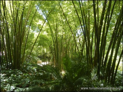 Bambú en el Jardín Botánico La Concepción